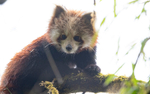Red Panda