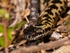 Adder