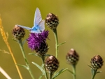 Common Blue