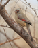 Pyrrhuloxia (female), Bosque del Apache, New Mexico