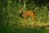 Roe Deer (2)