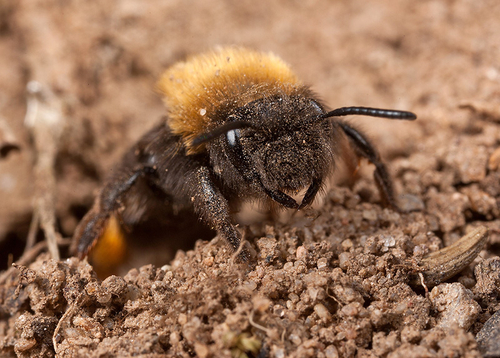 [i]Andrena clarkella[/i] female at her nest burrow.
