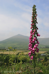 Foxglove