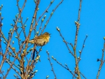 Chiffchaff