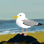 Gull on the beach