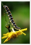 Cucullia lactucae