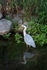 Grey Heron in River 2
