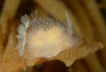 Acanthodoris pilosa