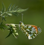 Male Orange Tip Butterfly