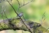Pied Flycatcher