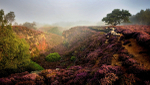 Stanton Moor Sheep at Sunrise