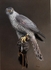 GOSHAWK ON GLOVE