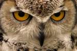 Inca - Close Up