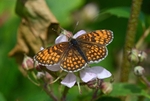 Heath Fritillary