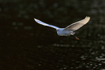 Snowy Egret late afternoon flight, Venice Rookery, Florida