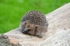 Hedgehog