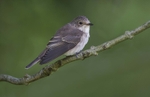 Juv Spotted Flycatcher