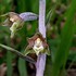 Small-leaved Helleborine (Epipactis microphylla)