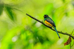 Northern Black-throated Trogon (male), Osa Peninsula, Costa Rica
