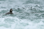 Harlequin Duck (female) drifts downriver, River Laxa, Iceland