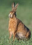 Brown Hare