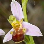 Ophrys apifera (Bee Orchid) var bicolor