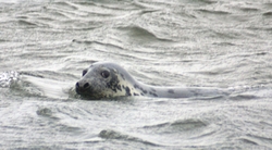 Other Interests portfolio