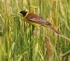 Black Headed Bunting