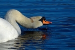 January 2021 - Mute Swan