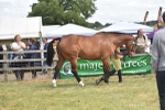 SBM_15909