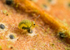 Sminthurinus reticulatus