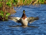 Mallard