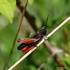 Woodland Grasshopper (Omocestus rufipes) M