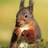 Red Squirrel