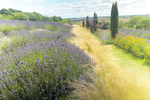 TERRINGTON LAVENDER FARM N YORKSHIRE