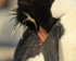 Rockhopper Penguin sleeping, close view, Sea Lion Island