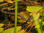 Grass Snake