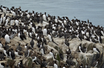 Common Guillemots