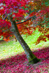 Tree - 9131
