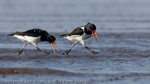 Waders portfolio