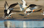 Black skimmers