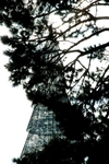 Tree on Tree