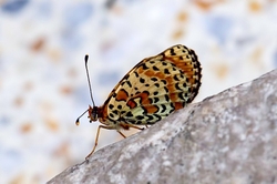 Spotted Fritillary