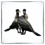 Cormorants
