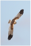 Circling Circus