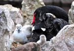 Mother and cygnets on the nest