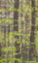 SPRING BEECH #2 -BACKUS WOODS