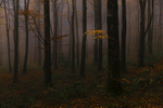 Foggy morning at Mullaghmeen Forest, County Westmeath, Ireland.