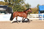 SBM_11376