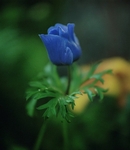 ANENOME